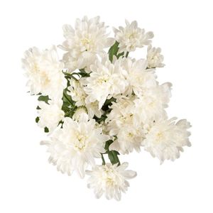 White Chrysanthemums