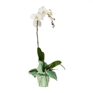 Luxury 1 Spike Phalaenopsis Orchid