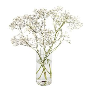 Gypsophilla