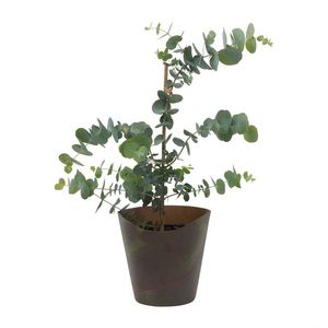 Pennygum in 14 cm Pot with Cover