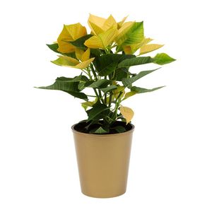 Speciality Poinsettia Euphorbia pulcherrima in Pot