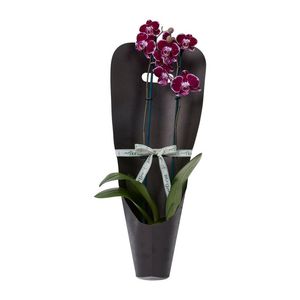 Berry Phalaenopsis Orchid