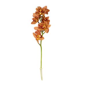 Cymbidium Stem Orchid