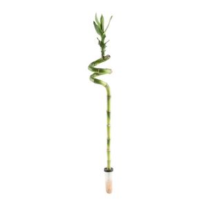 Lucky Bamboo in Vial