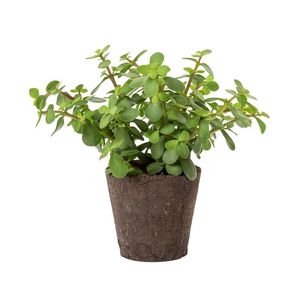 Small Spekboom Plant in Compostable Pot