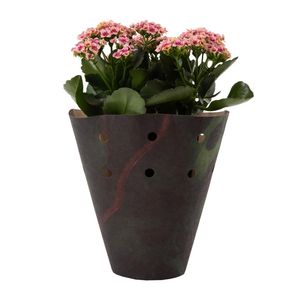Kalanchoe Else in 14 cm Pot with Cover