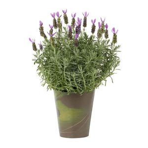 Hollandia Lavender in 14 cm Wrapped Pot