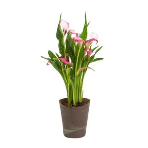 Arum Lily in 14 cm Potcover