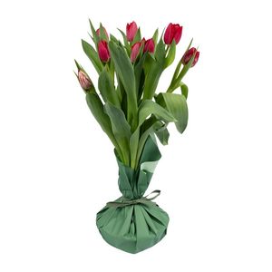 Tulips on Bulbs