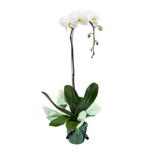Luxury 1 Spike Phalaenopsis Orchid