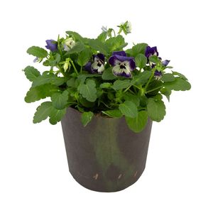 Violas in Pot with Cover