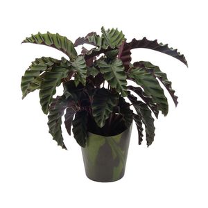 Calathea Velvet Glory In 14 cm Pot with Cover