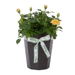 Potted Rose