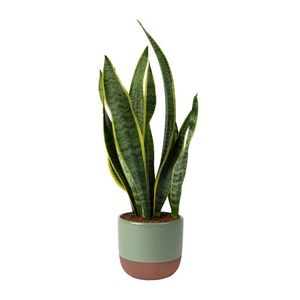 Sanseveria or Mother in Law?s Tongue Tall in Ceramic Pot
