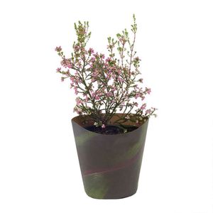 Erica in 14 cm Pot with Cover