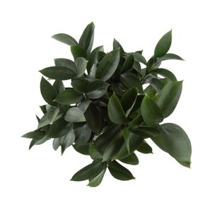 Ruscus 10 Stem