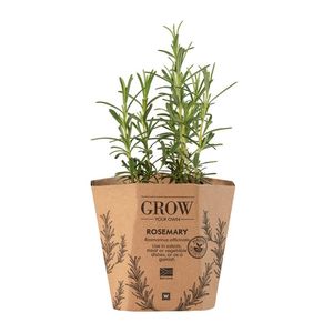 Rosemary Potted Herb