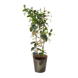 Star Jasmine in 23 cm Pot with Cover