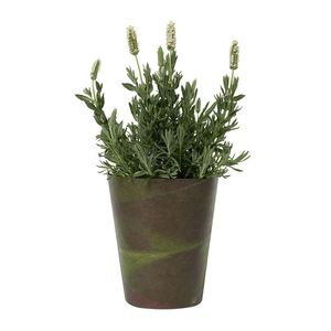 White Lavender In 14 cm in Pot with Cover