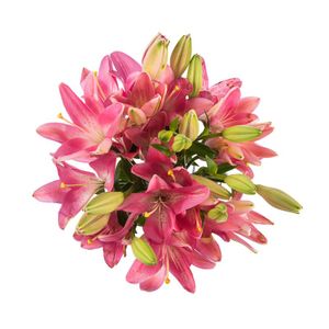 Bulk Asiatic Lilies