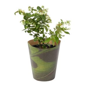 Blueberry in 14 cm Pot with Cover