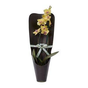 Citrus Phalaenopsis Orchid