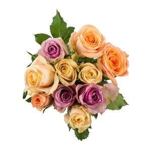 Rose Selection