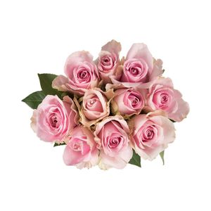 Pastel Speciality Roses