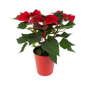 Red Festive Poinsettia Euphorbia pulcherrima in Pot