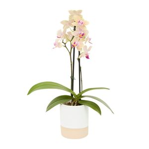 Micro Orchid in Ceramic