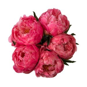 Paeonia Doubles