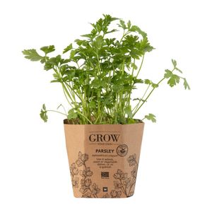 Parsley Potted Herb